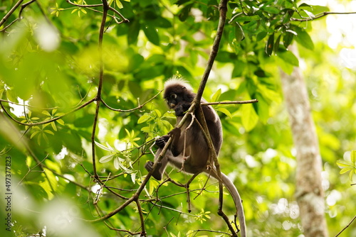 Dusky leaf monkey in rainforest in Langkawi, Malaysia
