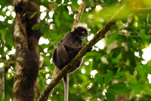 Fototapeta Naklejka Na Ścianę i Meble -  Dusky leaf monkey in rainforest in Langkawi, Malaysia