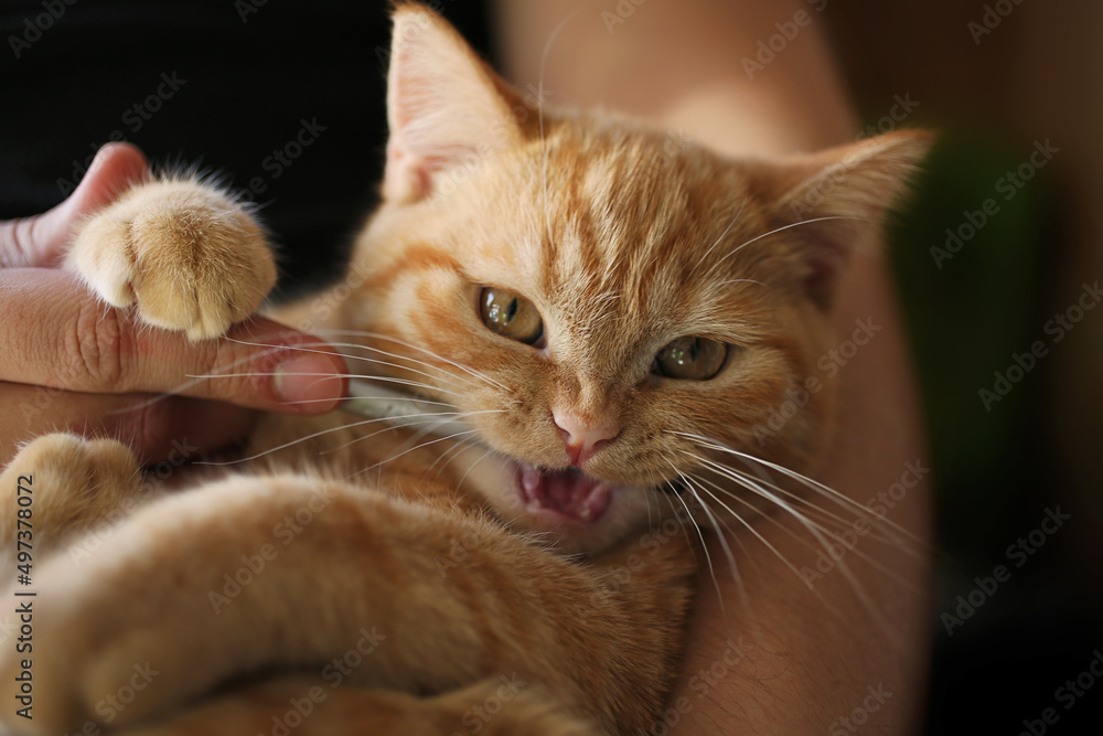 Ginger cat on the in the hands of the owner,chews on a pencil.