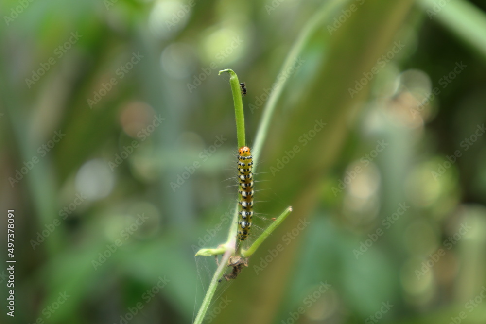 An orange head caterpillar walks on a vine stem and a black color fly insect walking towards the caterpillar