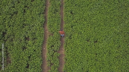 A farmer inspects a soybean crop in a large field. Top view