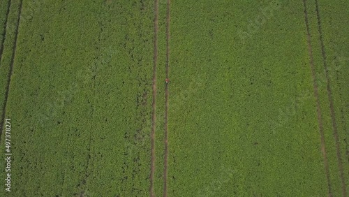 A farmer agronomist in a green soybean field checks organic products. Agricultural products of farm soybean