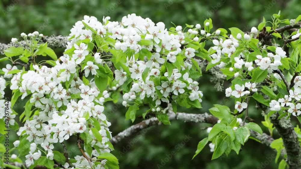 Common pear, Pyrus communis blossoms on a cloudy spring day in Northern Europe. Common pear, Pyrus communis blossoms on a cloudy spring day in Northern Europe.