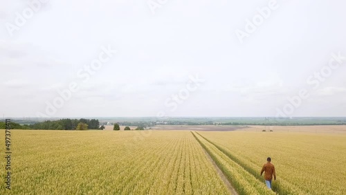 Farmer in  Wheat Field and Examining Crop. Aerial View. Harvest time
