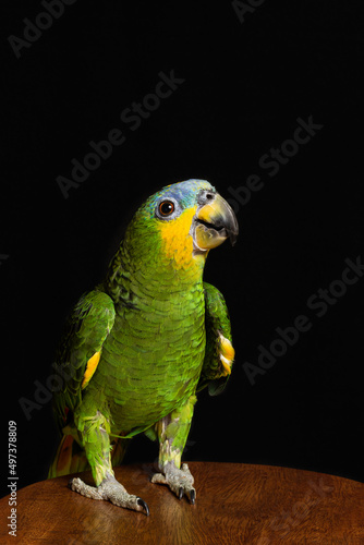 yellow and green parrot © Valria