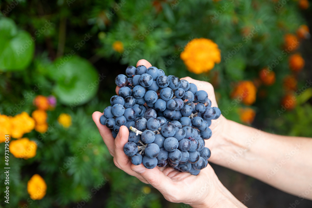 Close-up of female hands of a vintner or viticulturist holding a bunch of grape harvest. Close-up of female hands of a vintner or viticulturist holding a bunch of grape harvest.
