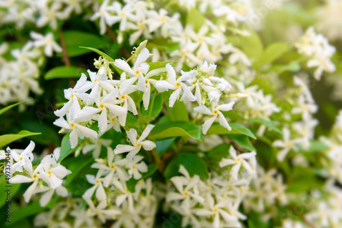 White spring fragrant flowers of Trachelospermum jasminoides. Selective focus.
