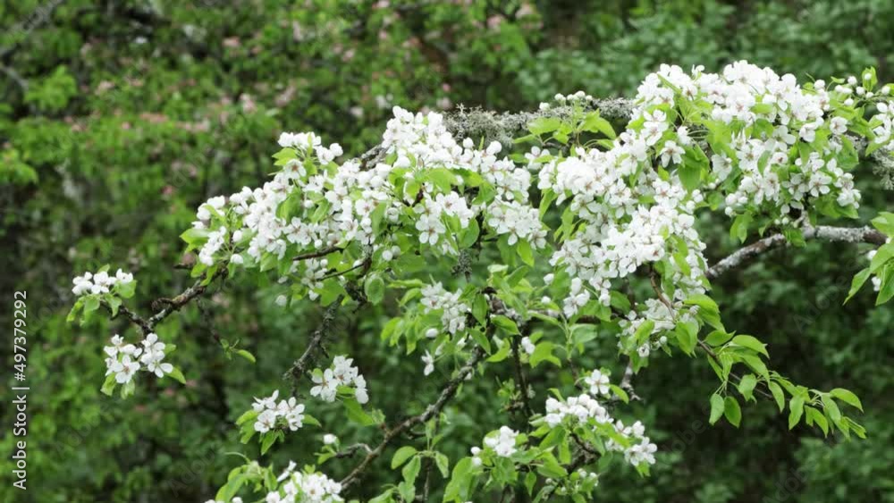 Common pear, Pyrus communis blossoms on a cloudy spring day in Northern Europe. Common pear, Pyrus communis blossoms on a cloudy spring day in Northern Europe.