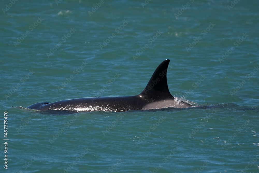Fototapeta premium Killer whale hunting sea lions,Peninsula Valdes, Patagonia Argentina