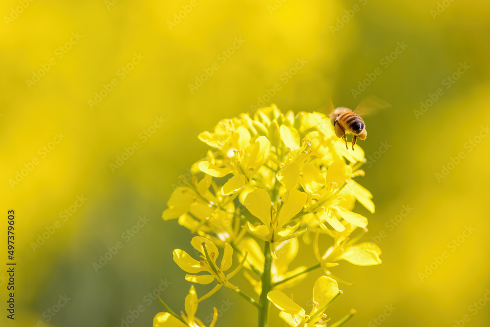 菜の花の蜜を集めるミツバチ 菜の花の蜜を集めるミツバチ