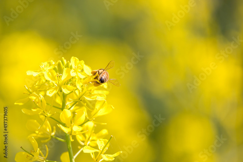 菜の花の蜜を集めるミツバチ © cat_smile