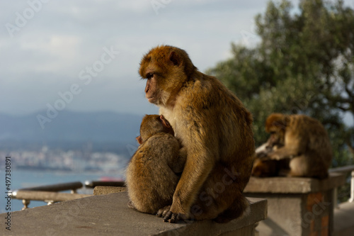 Colonia de monos salvajes en Gibraltar © Sonsoles