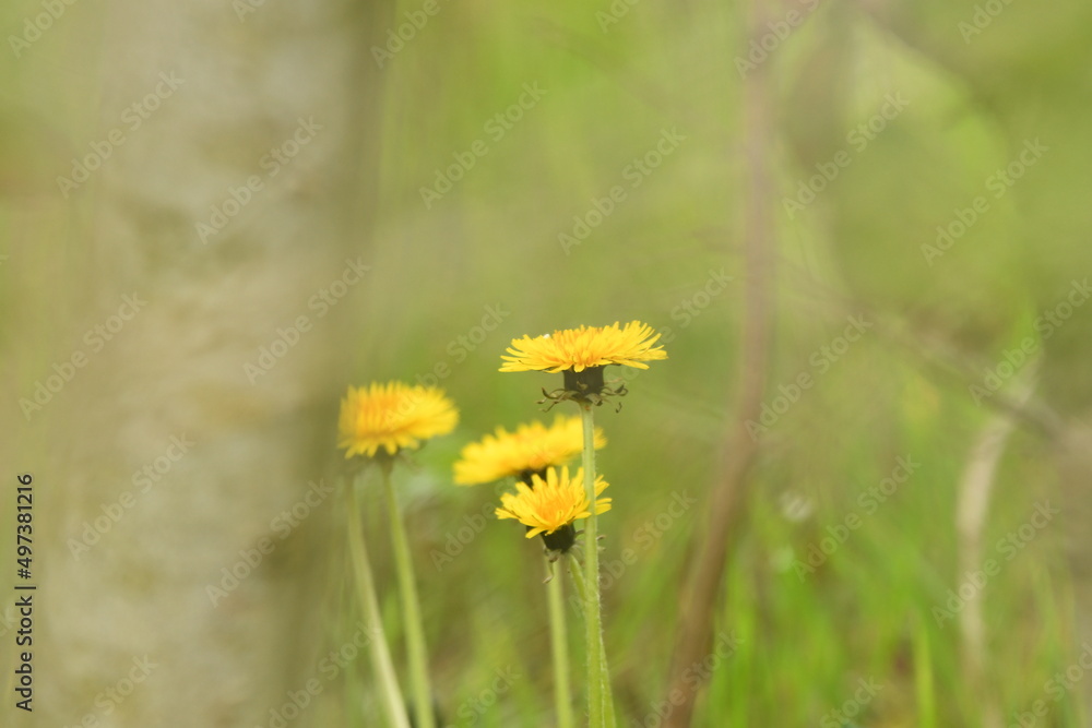 Fleur jaune dent de lion Fleur jaune dent de lion