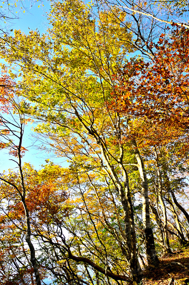 丹沢の石棚山稜　秋色の西丹沢の森
