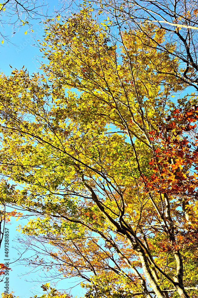 Fototapeta premium 丹沢の石棚山稜 秋色の西丹沢の森 