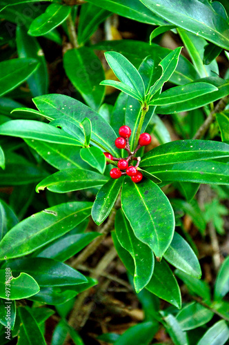 丹沢の石棚山稜 ミヤマシキミの赤い実 ミヤマシキミはミカン科ミヤマシキミ属の常緑低木。ミヤマシキミは標高の低い山林などで見られ、春に白い花を咲かせ、秋に赤い実をつける。有毒なので、鹿などの食害にあわない。 
