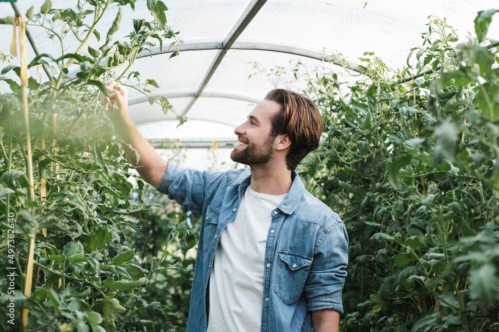happy young farmer checking green plants in hothouse. happy young farmer checking green plants in hothouse.