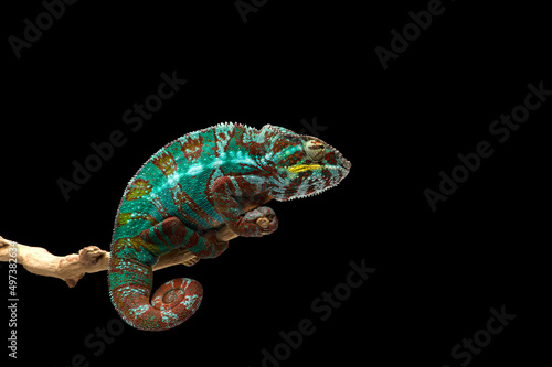 rainbow blue lizard Panther chameleon isolated on black background 