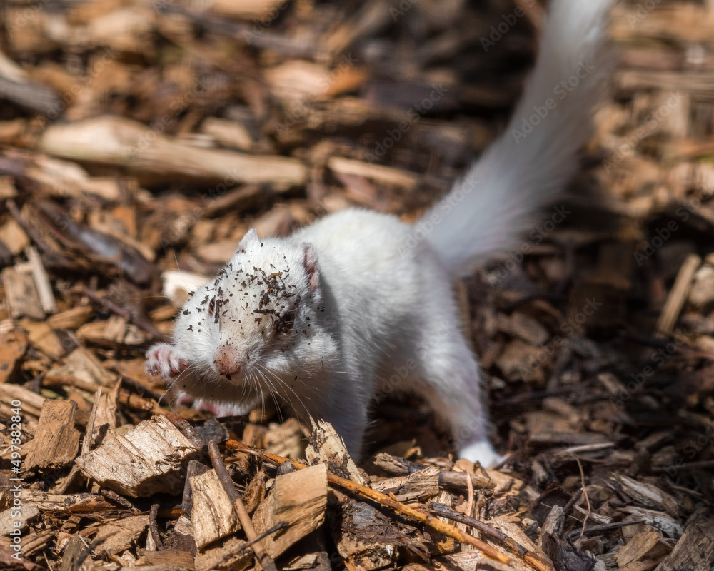 Albino Chipmunk in Search of Food Albino Chipmunk in Search of Food