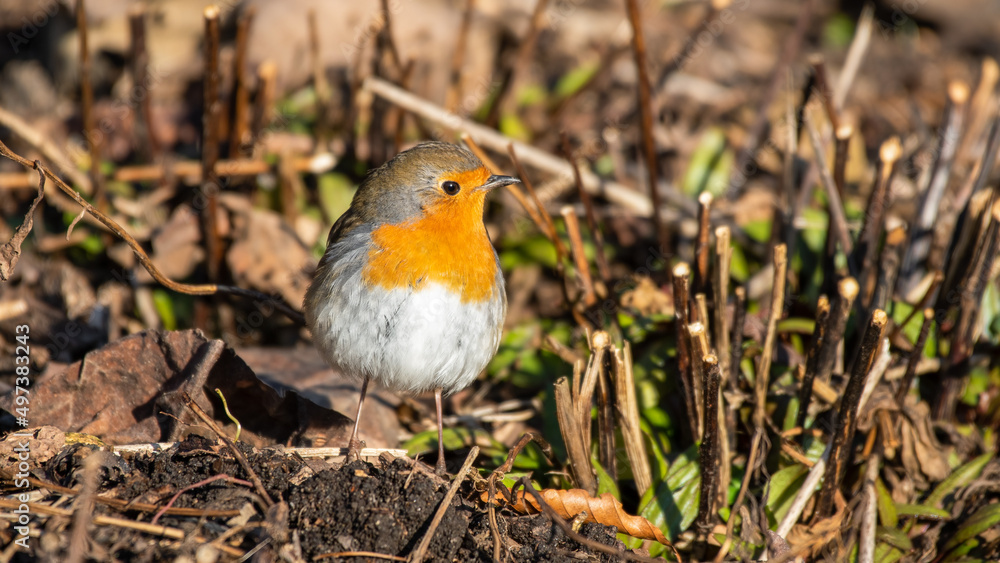European Robin Walking on the Ground European Robin Walking on the Ground