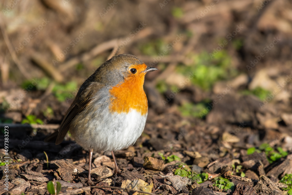 European Robin Walking on the Ground European Robin Walking on the Ground
