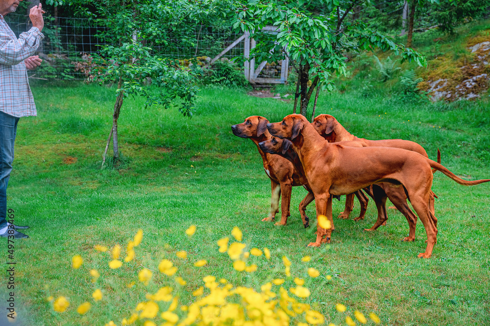 training a pack of four ridgeback dogs right on their own yard on a summer morning and blurry yellow flowers in the foreground training a pack of four ridgeback dogs right on their own yard on a summer morning and blurry yellow flowers in the foreground