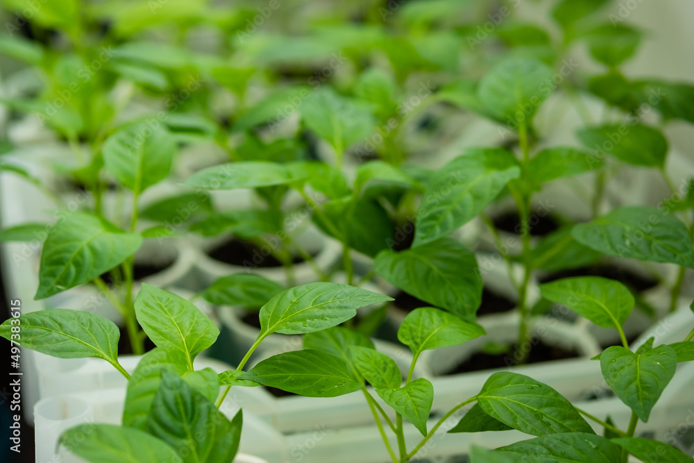 Sprouts of peppers grown from seed at home in boxes. Spring seedlings. Sprouts of peppers grown from seed at home in boxes. Spring seedlings.