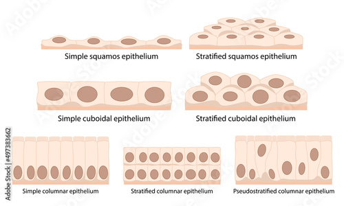 Cells of epithelial tissue: squamous (flattened and thin), cuboidal (boxy, as wide as it is tall), columnar (rectangular, taller than it is wide), pseudostratified. photo