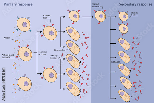 Clonal selection of B cells. Primary B cell immune response with production of antibody-secreting plasma cells and memory B cells. Secondary responses with production of more plasma and memory B cells