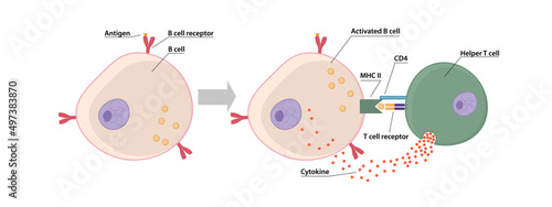 T and B Cell binding to elicit a response to a T cell-dependent antigen, the B and T cells must come close together. B cell must receive two signals from the native antigen and the T cell’s cytokines photo
