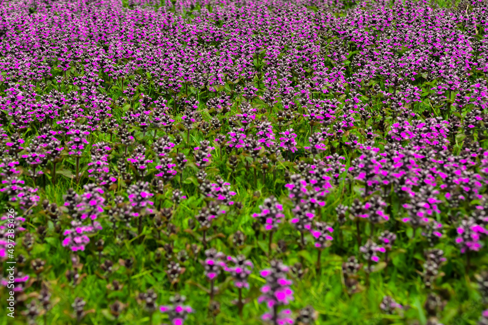 Obraz premium fiori viola selvatici