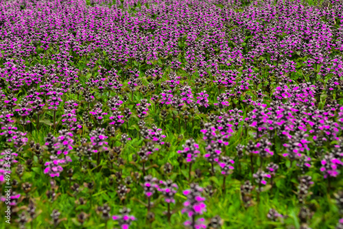 fiori viola selvatici photo