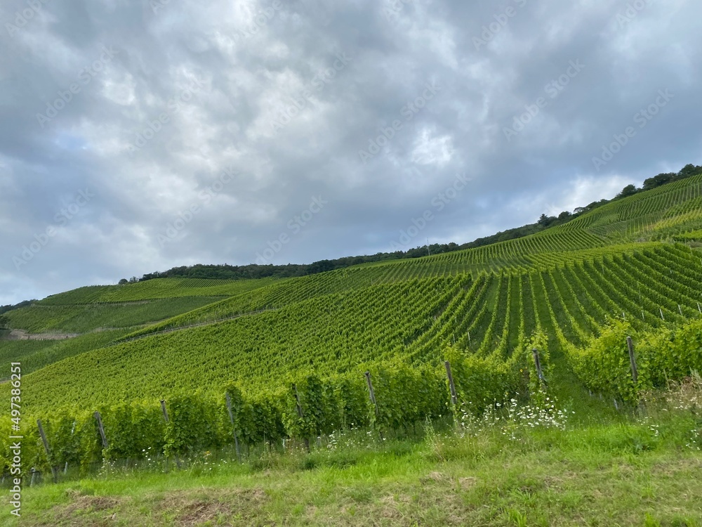 夏のモーゼル地方のワイン畑