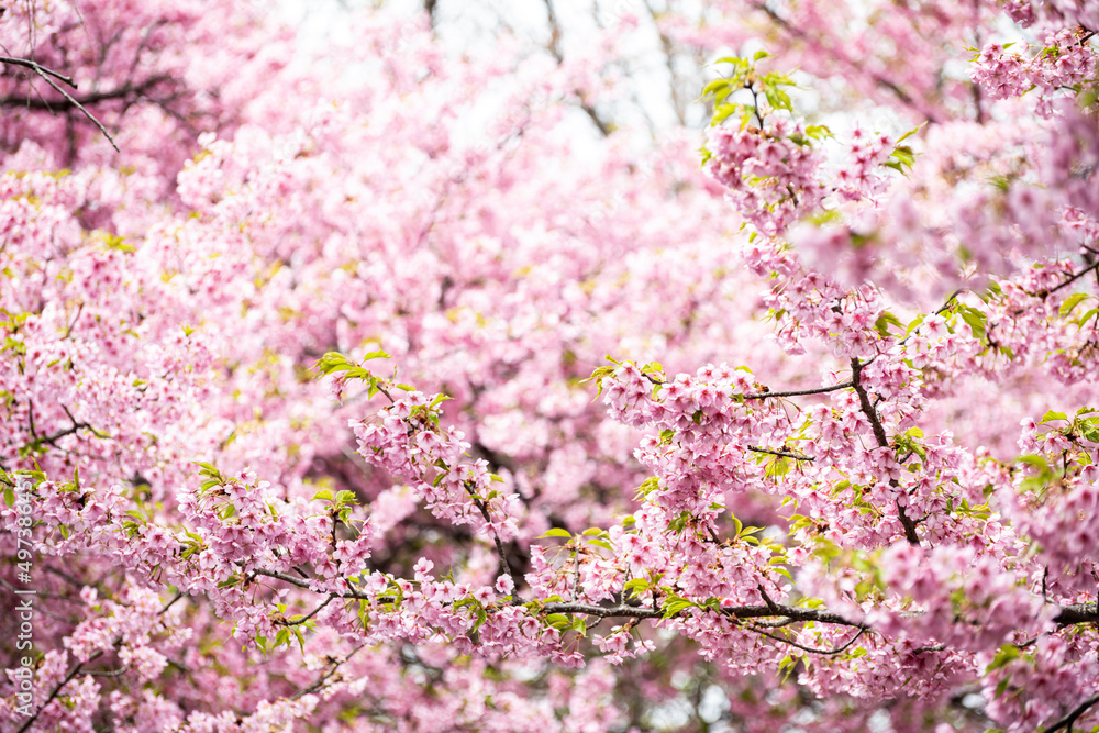 Pink Kawazu cherry blossoms are about to reach full bloom Pink Kawazu cherry blossoms are about to reach full bloom