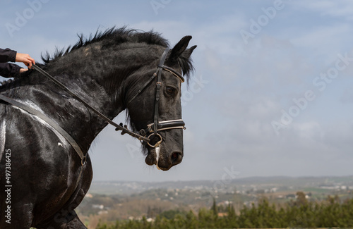 black horse with reins held by woman's hands photo