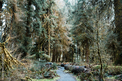 Trail leading through the Hoh Rainforest photo