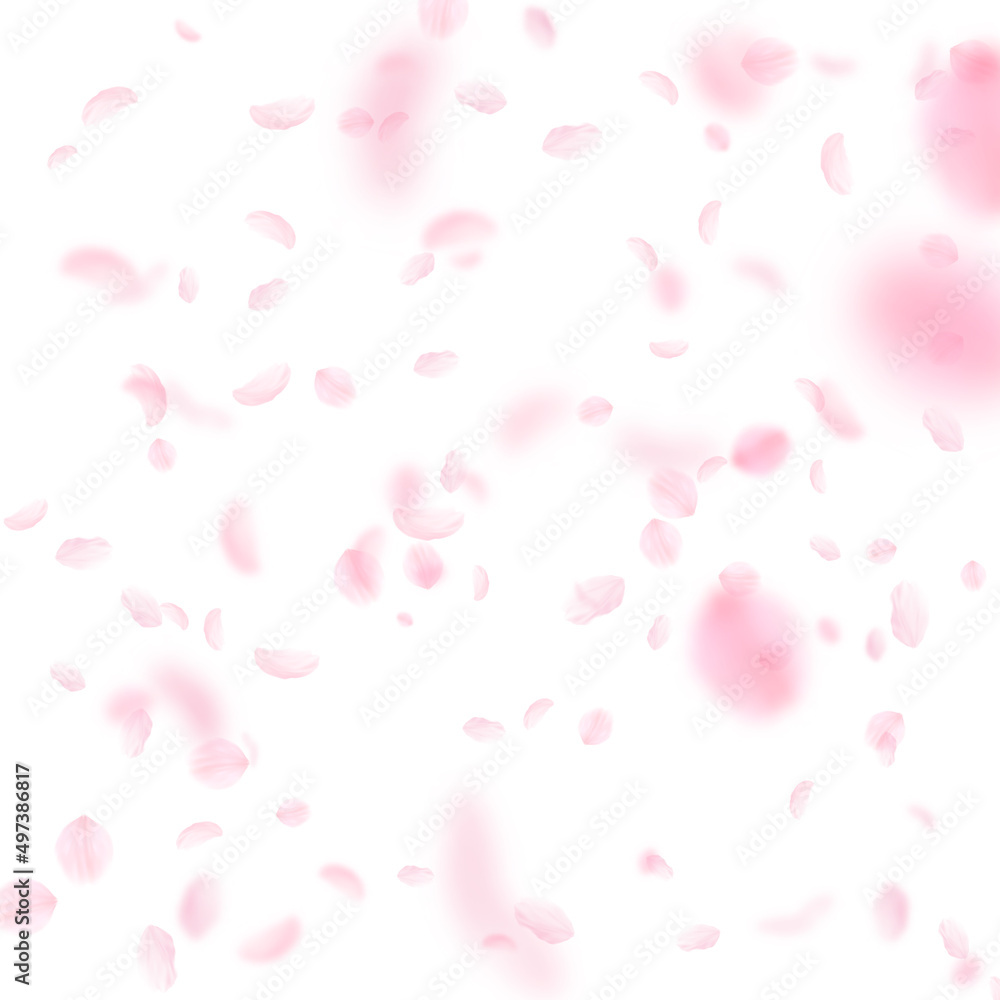 Sakura petals falling down. Romantic pink flowers falling rain. Flying petals on white square background. Love, romance concept. Nice wedding invitation.
