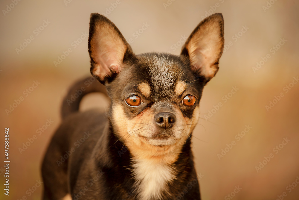Profile of a dog at sunset. Soft focus portrait of Chihuahua tricolor.