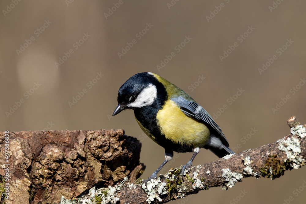 Great Tit (Parus major) in woodland setting Great Tit (Parus major) in woodland setting