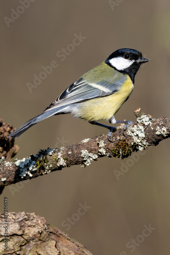 Great Tit (Parus major) in woodland setting