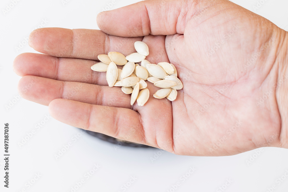 Indian squash or round melon vegetable seeds holding in hand Indian squash or round melon vegetable seeds holding in hand