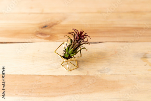 Air plant laying in a plant stand photo