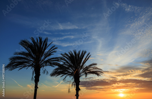 sunset in the palm, palm trees at sunset © FPLV