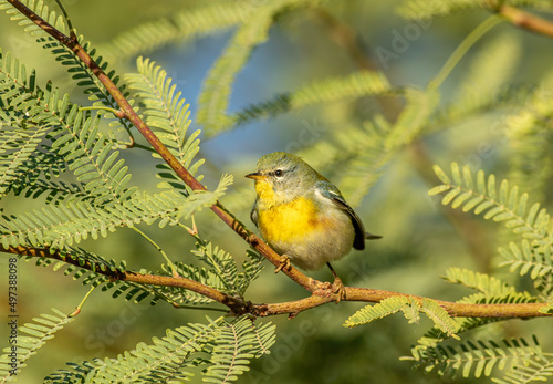 A northern parula warbler perched on a tree branch in Tucson, Arizona at the Sweetwater wetlands area.  © Matthew Jolley 