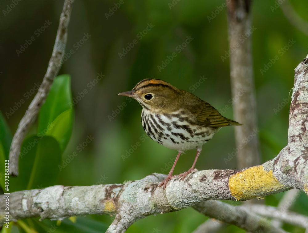 An ovenbird perched on a tree branch watching an insect An ovenbird perched on a tree branch watching an insect