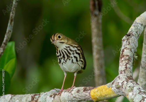 An ovenbird perched on a tree limb looks curiously at the camera 