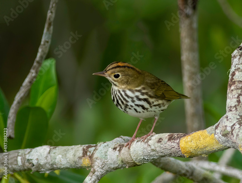 An ovenbird perched on a tree branch watching an insect 