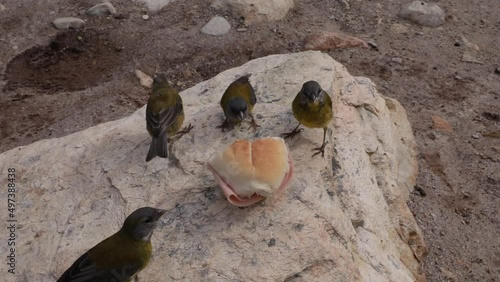 Birds feeding from a tourist sandwich. photo