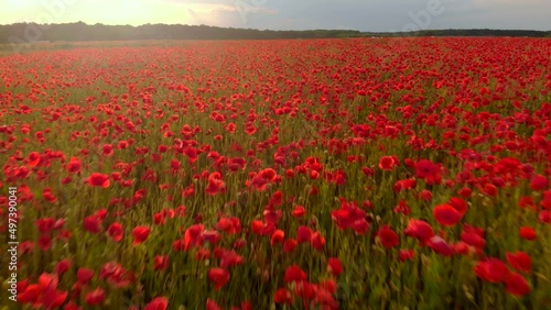 Flying over a field of red poppies. Beautiful flowers and spring natural composition.