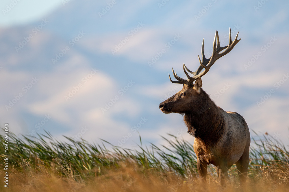 Fototapeta premium Tule Elk bull standing in the windy California Grizzly Island marshland